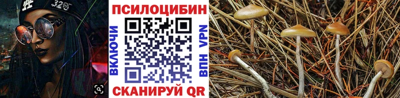 купить   Новоржев  кракен ТОР  Галлюциногенные грибы Cubensis 